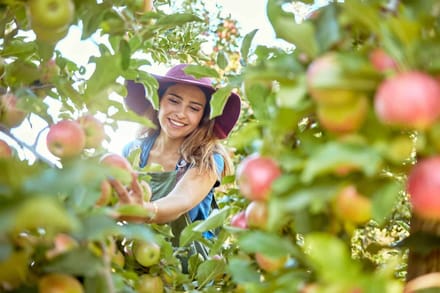 A woman in a sunhat picking apples in an orchard