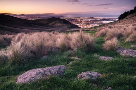 Tussock hillside above a city at dusk